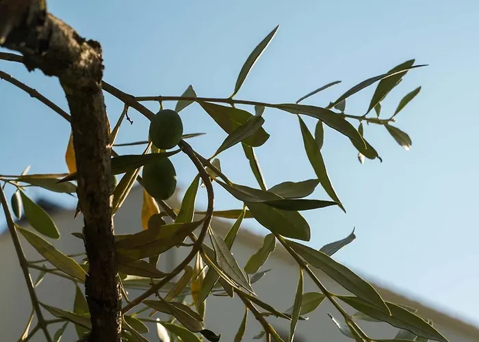 酒店 Ethereal 萨索斯